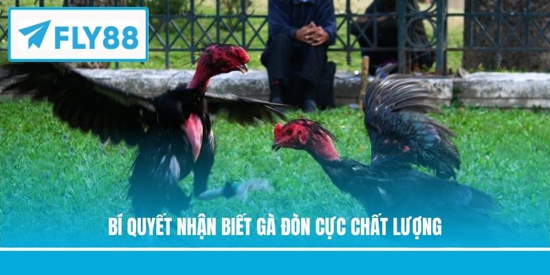 Bí quyết nhận biết gà đòn cực chất lượng