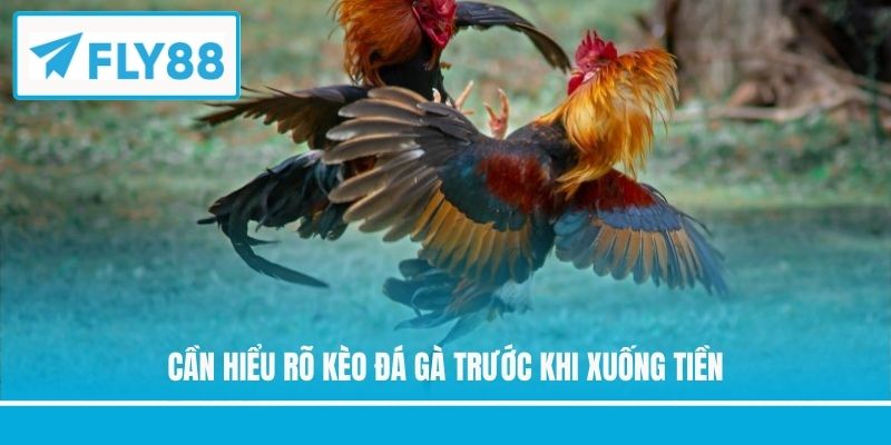 Cần hiểu rõ kèo đá gà trước khi xuống tiền