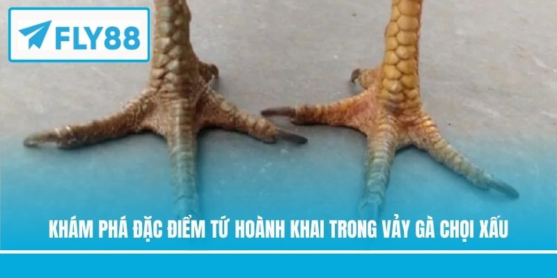 Khám phá đặc điểm Tứ Hoành Khai trong vảy gà chọi xấu